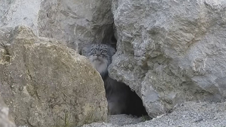 Ψάχνουν το αιλουροειδές στην περιοχή της Σητείας